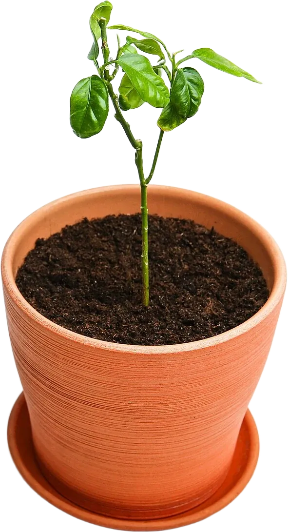 A potted plant